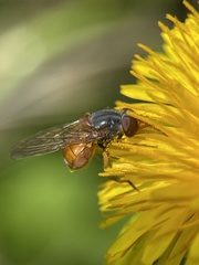 Rhingia rostrata