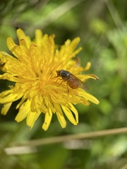 Rhingia rostrata