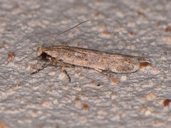 Filatima