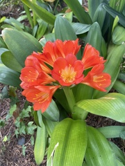 Clivia