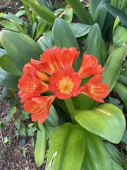 Clivia