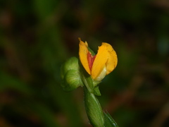 Zornia diphylla