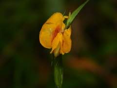 Zornia diphylla