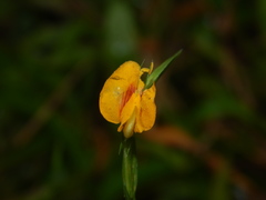 Zornia diphylla
