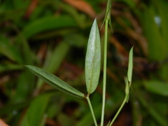 Zornia diphylla