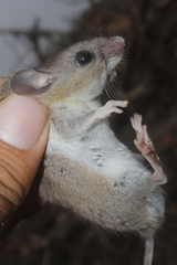 Peromyscus leucopus texanus