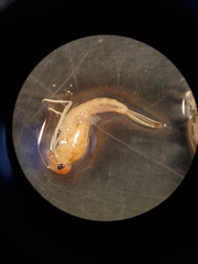 Callibaetis fluctuans