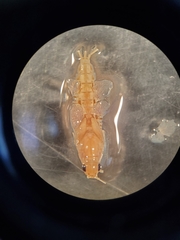 Callibaetis fluctuans