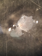 Callibaetis fluctuans