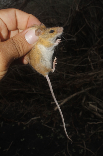 Fulvous Harvest Mouse
