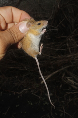 Fulvous Harvest Mouse photo 5