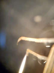 Callibaetis fluctuans