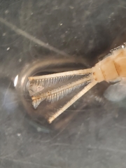 Callibaetis fluctuans