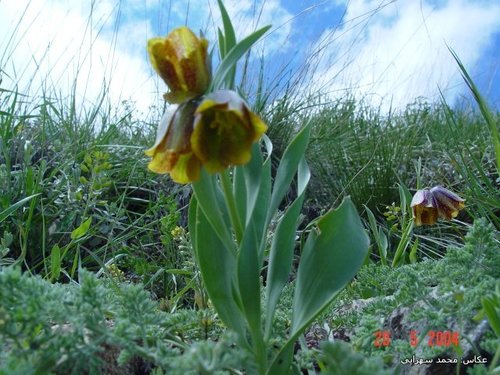 Fritillaria kurdica, photograph 6