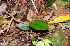 Asarum epigynum