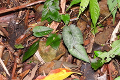 Asarum epigynum