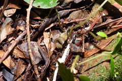 Asarum epigynum