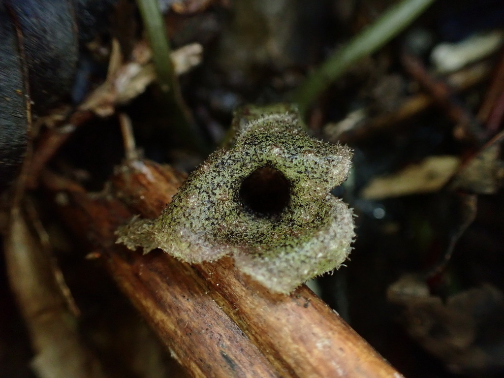 Asarum epigynum