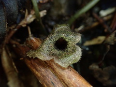 Asarum epigynum