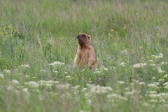 Marmota bobak