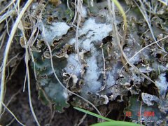 Peltigera monticola