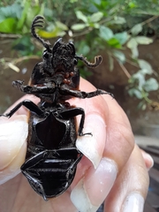 Passalus
