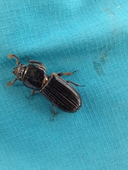 Passalus