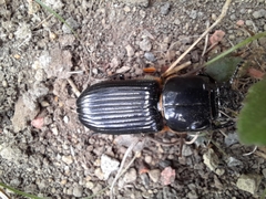 Passalus