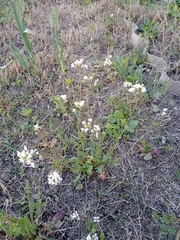 Diplotaxis erucoides