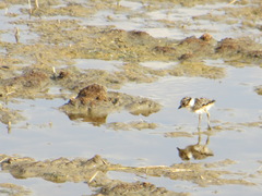 Charadrius pecuarius
