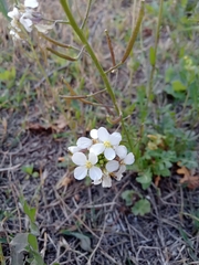 Diplotaxis erucoides