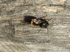 Osmia cornuta