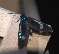 Androcharta stretchii