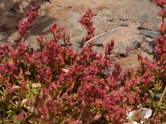 Patellifolia procumbens