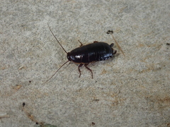 Loboptera canariensis