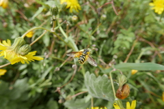 Chrysotoxum festivum