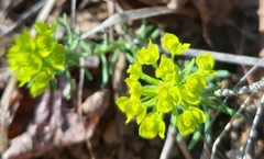 Euphorbia cyparissias