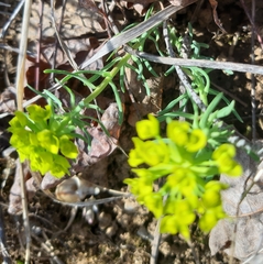 Euphorbia cyparissias