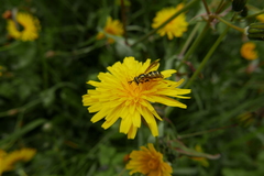 Chrysotoxum festivum