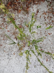 Conradina