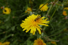 Chrysotoxum festivum