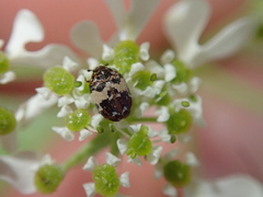 Anthrenus pimpinellae