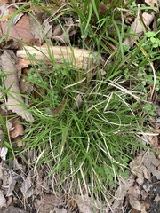 Carex tonsa