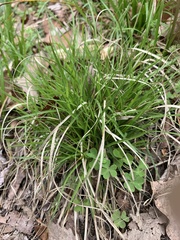 Carex tonsa