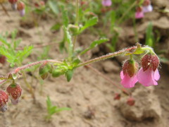 Hermannia heterophylla