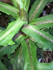 Lactuca canadensis