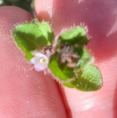Veronica sublobata