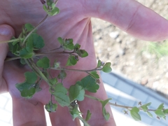 Veronica sublobata