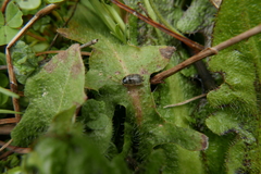 Phyllodromica