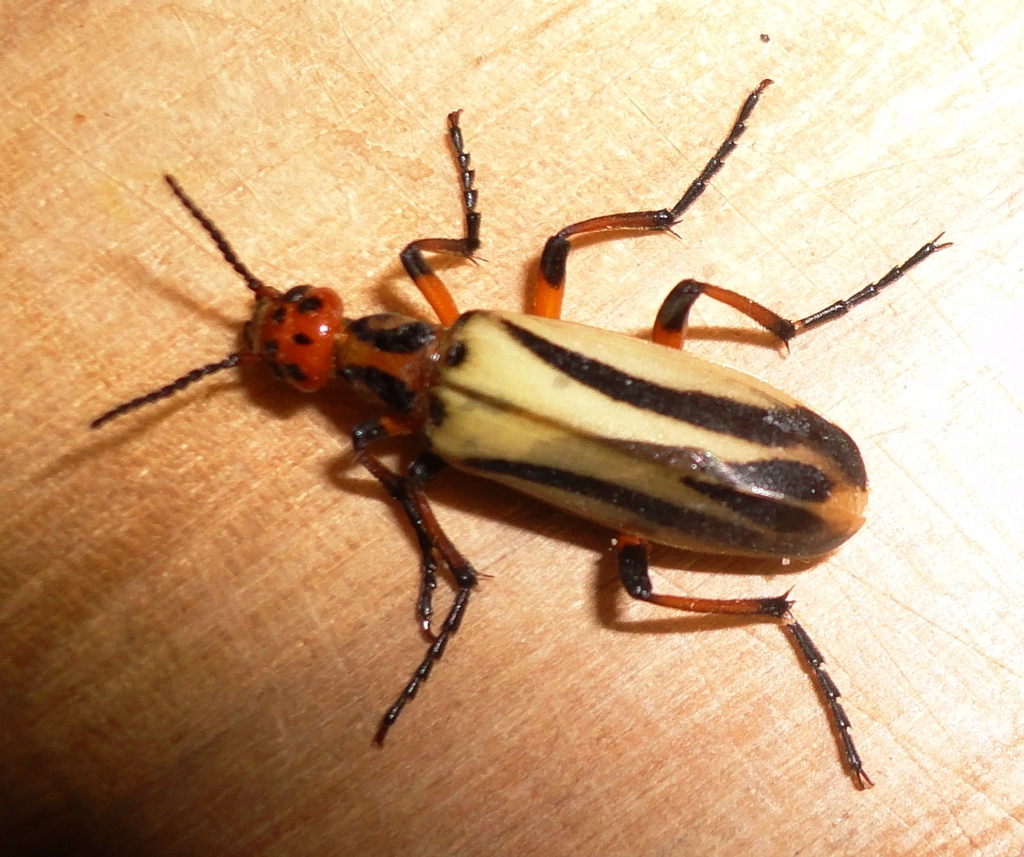 Pyrota dispar